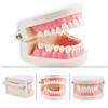 1 Piece Dental Dentist Flesh Pink Gums Standard Teeth Tooth Teach Model