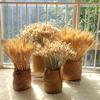 50 шт. Натуральные Сушеные Колосья Пшеницы DIY Поделки Сушеные Цветы Сушеные Стебли Пшеницы Украшение для Дома и Кухни