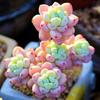 Ароматный многоголовый кластер суккулентов Лоци Рауль: Комнатные цветы в горшках