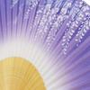 white bamboo with carved wisteria Women's fan, scented, design.