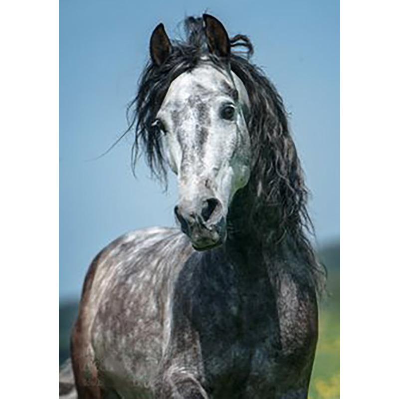 DIY Лошадь 5d алмазная живопись полная круглая дрель горный хрусталь животное Алмазная вышивка наборы крестиков настенное искусство домашний декор подарок