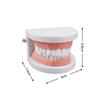 Azdent Dental Model Training Typodont Teeth Model For Dental Technician Practice Teaching Gum Teeth Jaw Model Resin Lab Tools