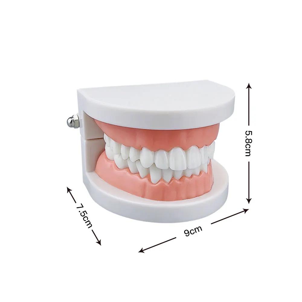 Azdent Dental Model Training Typodont Teeth Model For Dental Technician Practice Teaching Gum Teeth Jaw Model Resin Lab Tools
