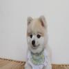 Haneul mung mung puppy cape, flower bib 4 colors