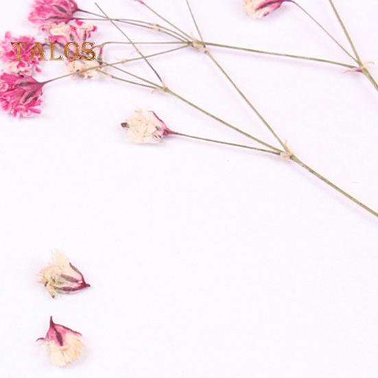 Сушёные цветы для рукоделия 12шт