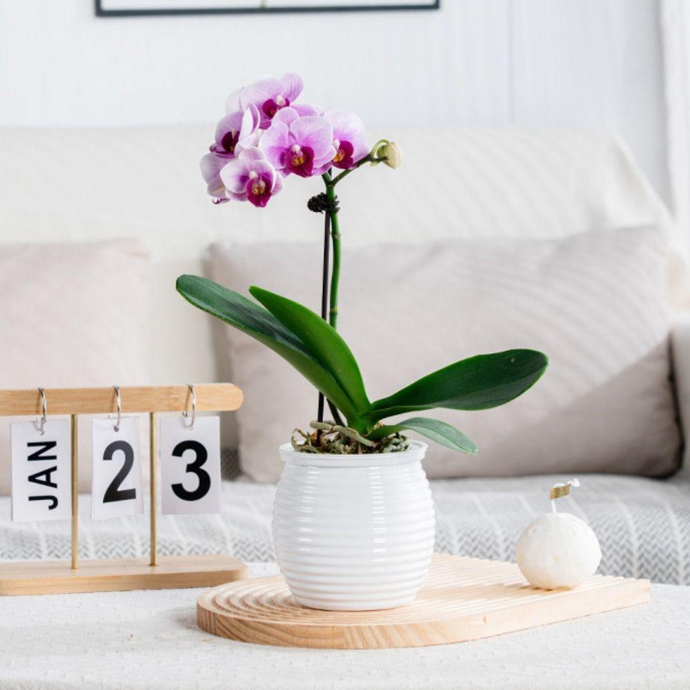 Double Layer Self-Watering Plant Pots Transparent Flower Vase Creative Hydroponic Potted Plants