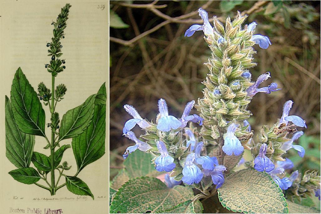 SAFLAX Garden in the Bag - Мексиканский чиа - 500 семян - С субстратом в подходящем пакете - Salvia hispanica