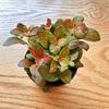 Moss Micro Landscape Net-veined Grass Succulent Potted Mini Plants for Countertops