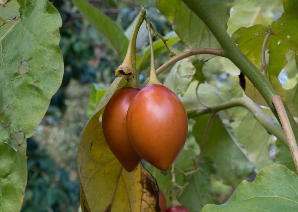 SAFLAX Тамарилло - 50 семян - С горшечным субстратом для лучшего выращивания - Cyphomandra betacea