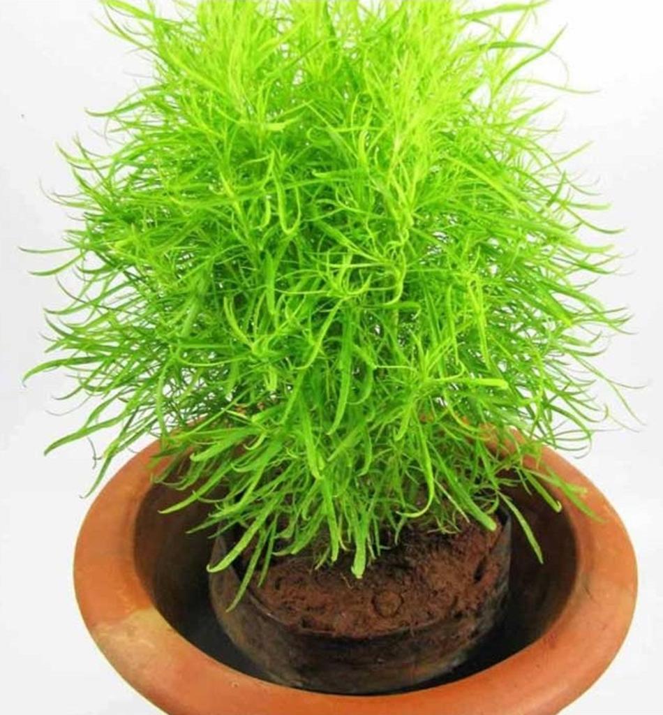 300 семян кочи а метла под названием Летний кипарис (кохия скопария)