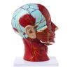 Human Anatomical Half Head Face Anatomy Medical Brain Neck Median Section Nerv Blood Vessel Teaching