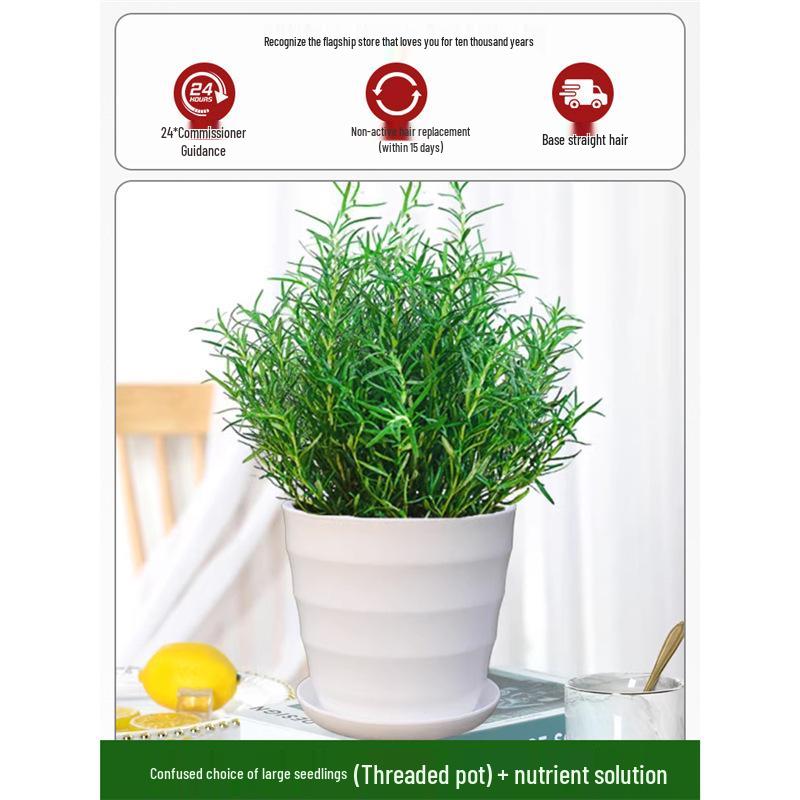 Potted Rosemary and Mint Seedlings: Edible, Mosquito-Repellent Herbs for Indoor Use