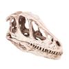 Resin Dinosaur Skull Model Simulated Animal Skeleton Home Office Decor Craft Teaching Prop