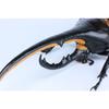 Free Research Series No.26 Living Creatures Edition Hercules Beetle Plastic Model