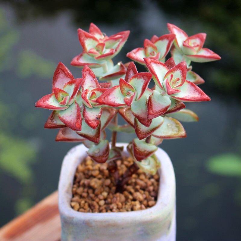 Statue of Liberty Multi-headed Succulent: Cute, Easy-care Green Plant for Office, Potted Decor, Radiation Protection