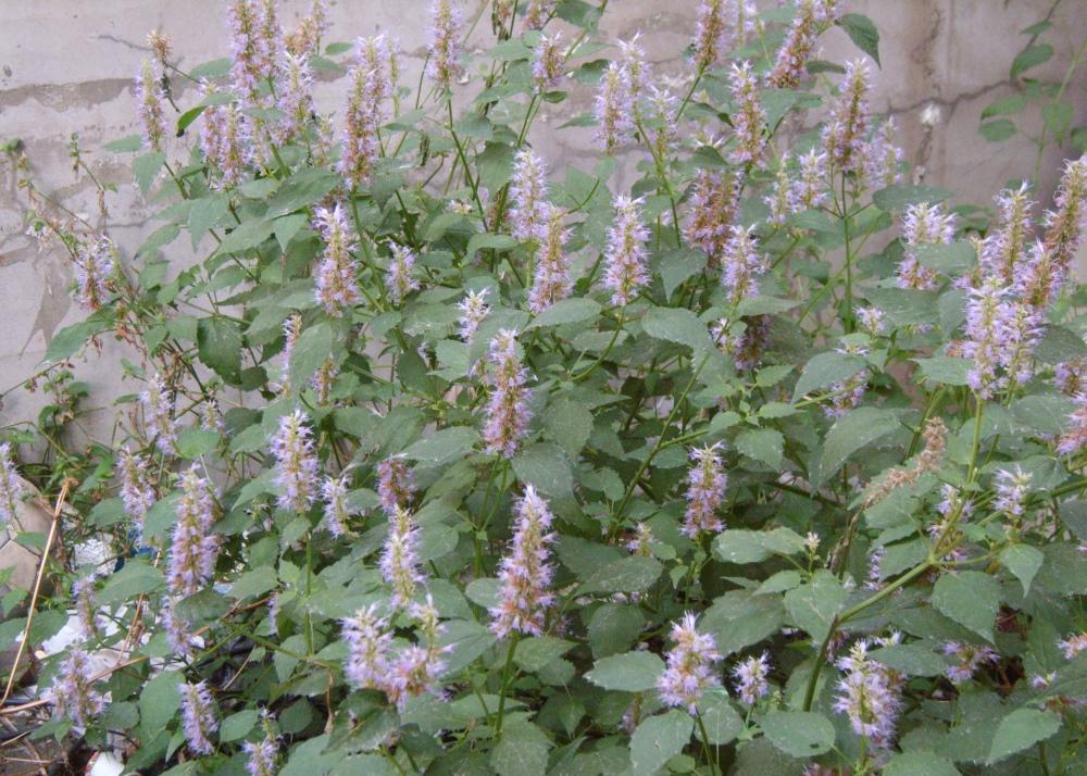 SAFLAX Garden in the Bag - Мята корейская - 1200 семян - С субстратом в подходящем пакете-стойке - Agastache Rugosa