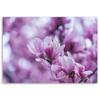Холст, цветы магнолии