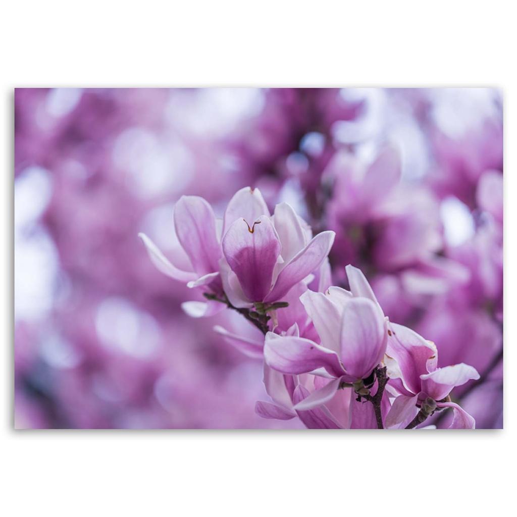 Холст, цветы магнолии