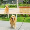2/3M Genuine Leather Dog Leash Soft Strong Heavy Duty Shepherd Dog Walking Training Leads For Medium Large Dog Brown