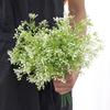 Artificial Flower Snowberry Plant For Event Decoration Photography Props Gift
