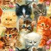 Полный 5D Diy Алмазная картина Мультфильм животных Домашнее животное Кошки Вышивка Крестом Домашний декор Ручная работа