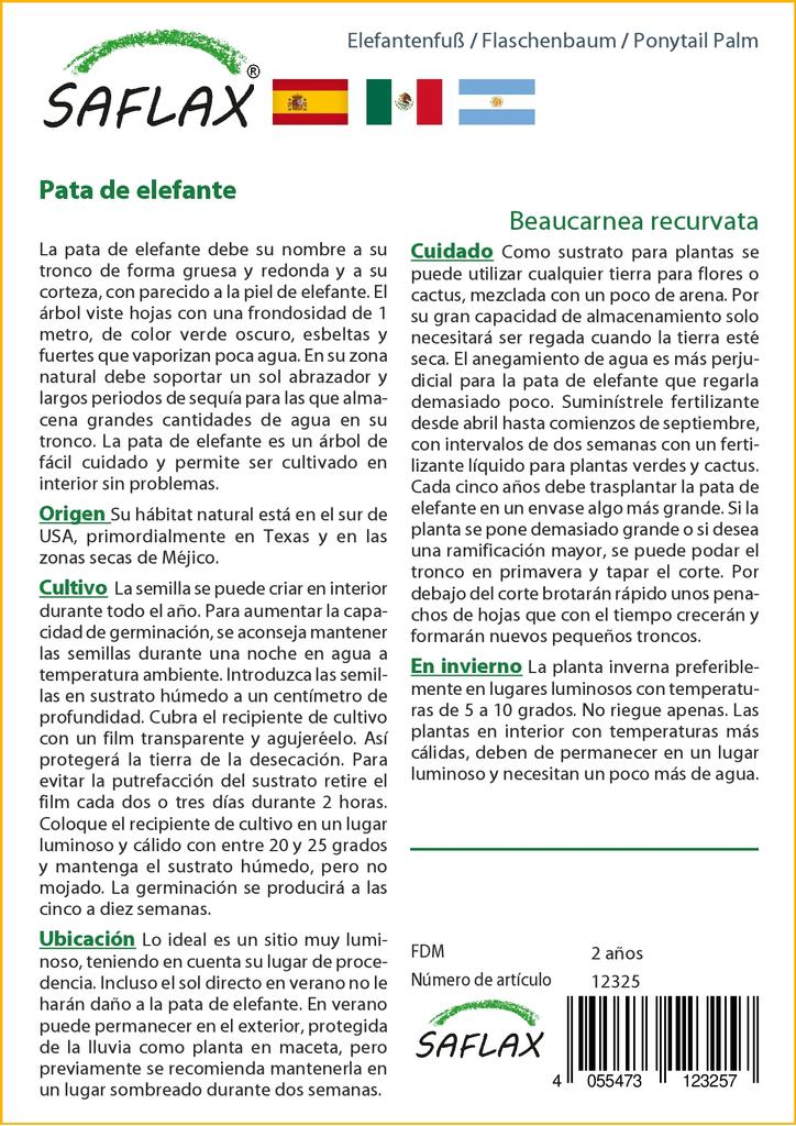 SAFLAX Ponytail Palm - 10 семян - Beaucarnea recurvata.