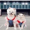 with Leash Dog Harness Dress Heart Print Pet Dress Denim Puppy Princess Skirt  Outdoor Walking