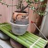 Bamboo Raft & Mat Water Feature: Porcelain Fish Tank Accessories & DIY Decor