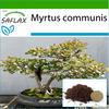 Бонсай - Мирт настоящий - 30 семян - С горшечным субстратом для лучшего выращивания - Myrtus communis