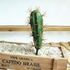 1 шт., искусственный кактус, суккулентное растение, бонсай, офисный стол, домашний декор для вечеринки?