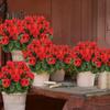 1/2Pcs Artificial Geraniums Realistic UV Resistant Fake Flower Wedding Party Indoor Outdoor Office Table Centerpiece Plastic Faux Floral Plants