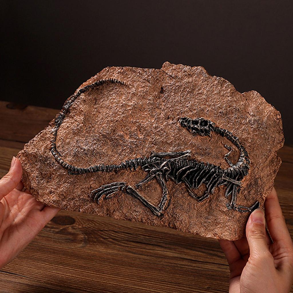 Handcrafts Dinosaur Fossils Model Simulated Dinosaur Skeleton Resins Statue Figurine for Home Decors and Educational Use