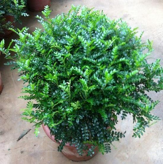 Fragrant Woodland Leaves Small Potted Bonsai for Office Desktop - Free Shipping