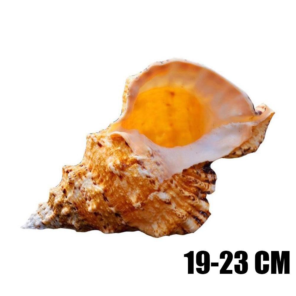 Крупномасштабное морское украшение Урок подготовки Натуральная ракушка Ракушка Творческий дом Подарки Декор Комнаты Статуэтки Для Интерьера Стола