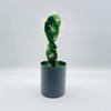 Cactus With Plastic Flowers For Indoor Home And Office Decor