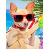 5D DIY Алмазная картина Happy Cool Beach Dog Алмазная вышивка Набор для вышивки крестом Полный горный хрусталь Мозаика Домашний декор