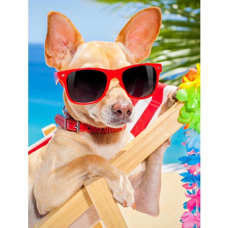 5D DIY Алмазная картина Happy Cool Beach Dog Алмазная вышивка Набор для вышивки крестом Полный горный хрусталь Мозаика Домашний декор