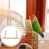 Жердочка для попугая, подставка для птицы, жердочка для душа, стоящая игрушка, подставки для попугая, платформа, стоящая ветка для попугая, игрушка, клетка, аксессуары для корелл