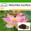 Sacred Indian Lotus - 8 Seeds - With Potting Substrate for Better Cultivation - Nelumbo Nucifera