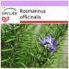 Rosemary - 100 Seeds - Rosmarinus Officinalis