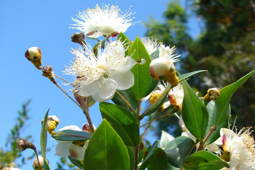 SAFLAX Мирт настоящий - 30 семян - Myrtus communis