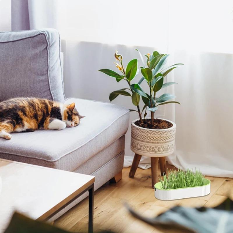 Гидропонный ящик для кошачьей травы, лакомства для кошек, кошачья мята, гидропонный беспочвенный набор для посадки кошачьей травы для легкого выращивания