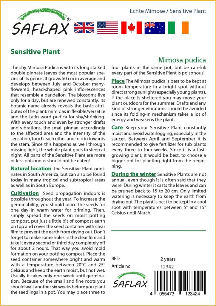 SAFLAX Sensitive Plant - 70 семян - С горшечным субстратом для лучшего выращивания - Mimosa pudica