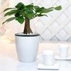 Plastic Desktop Decoration Garden Supply Self Watering Home Decor Plants Basket Planter Flower Pots