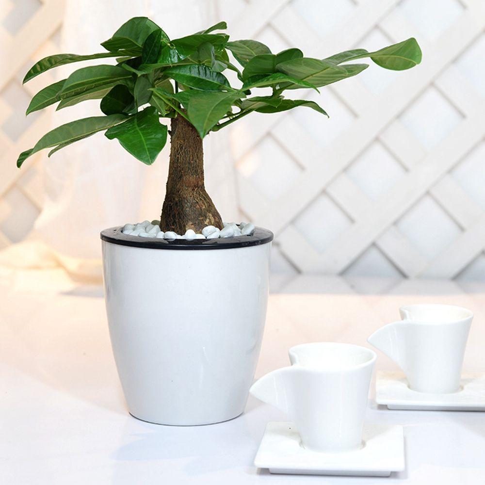 Plastic Desktop Decoration Garden Supply Self Watering Home Decor Plants Basket Planter Flower Pots
