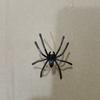 1Pc Spider Play Earring Comfortable Wear Giant Statement Spider Decor