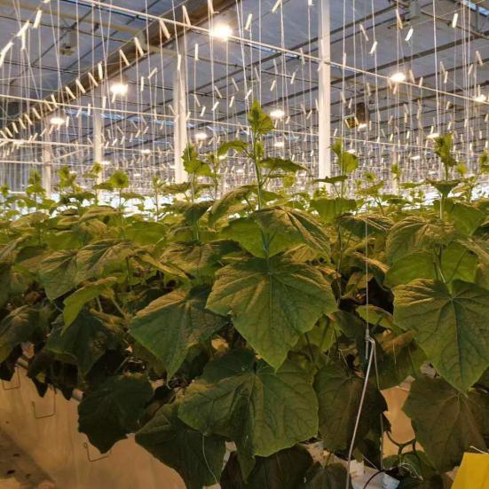 Антикоррозийный роликовый крючок для томатной решетки, прочный, очень простой в установке, поддержка тепличных растений