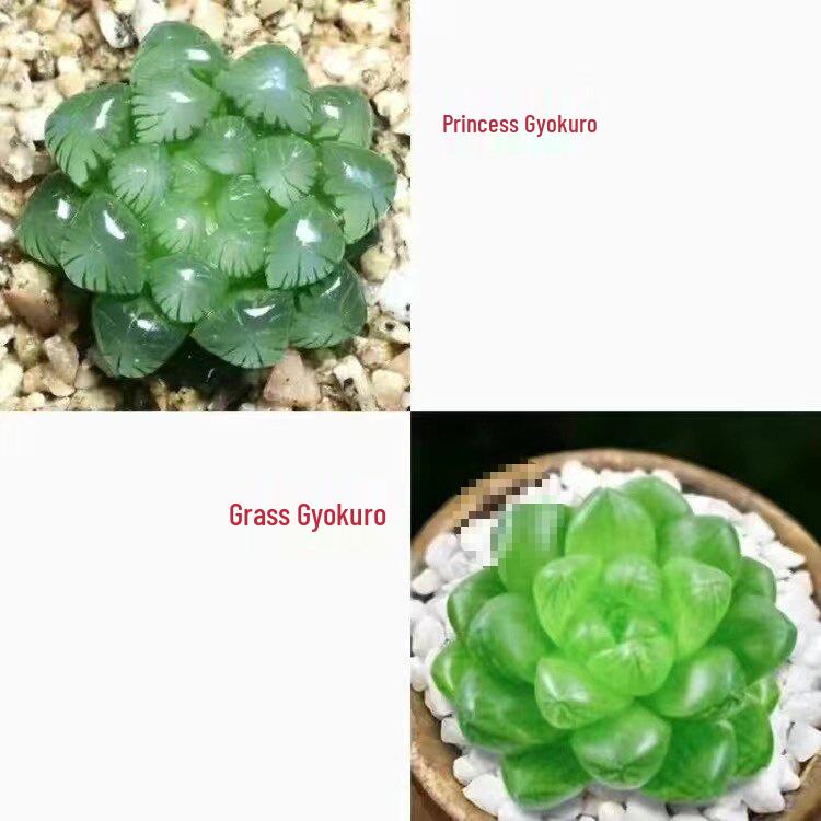 Crystal Succulent Set: Haworthia Genus Green Potted Plants for Newbies