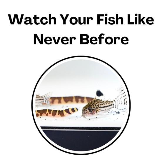 Aquarium Underground Tunnel Cave Natural Curve Two Hole Viewing Fish Shrimp Hideout Fish Tank Undergravel Tunnel for Corydoras Catfish Kuhli