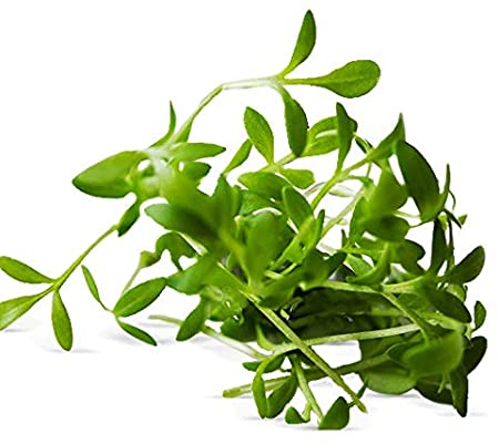 400 семян кресс-салата - огородный салат - воспроизводимые крестьянские семена - SemiSauvage